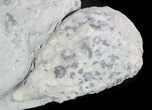 Eucalyptocrinus and Holocystites Fossils - Indiana #47111-3